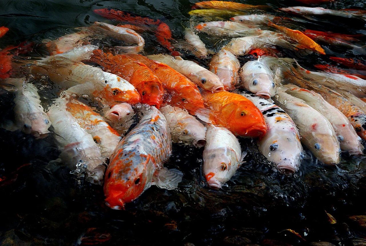 Bright koi crowding a pond