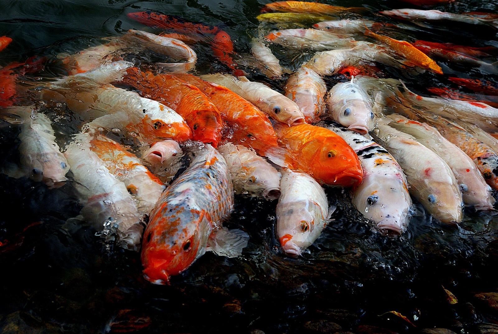 Bright koi crowding a pond
