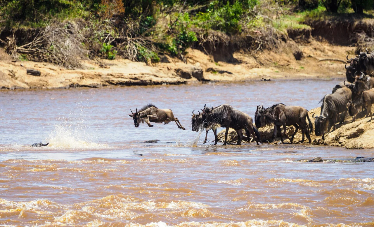 Wildebeest leaping into the Mara river during the Great Migration
