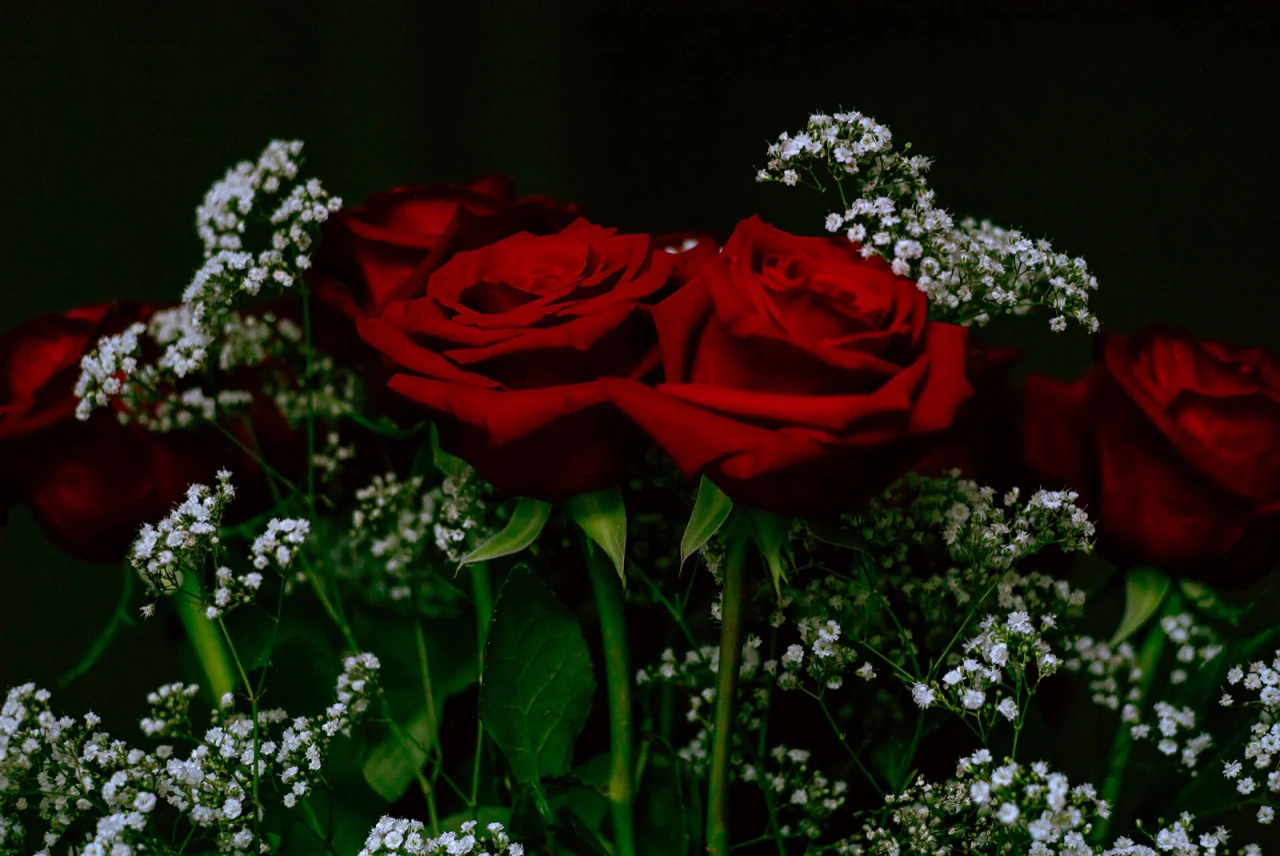 Deep red roses against a dark background